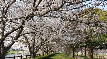 88.桜.jpg